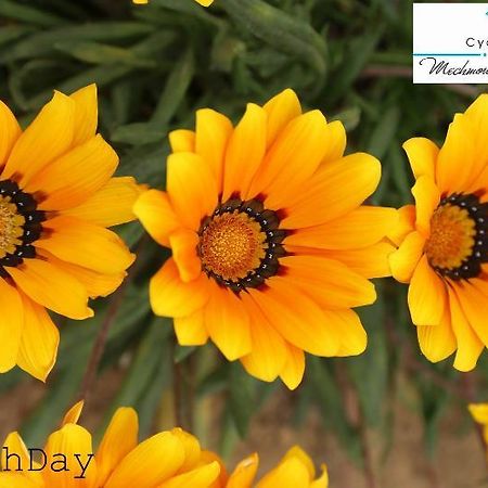 Cyclamens Mechmoum Hotel And Spa Hammamet Ngoại thất bức ảnh