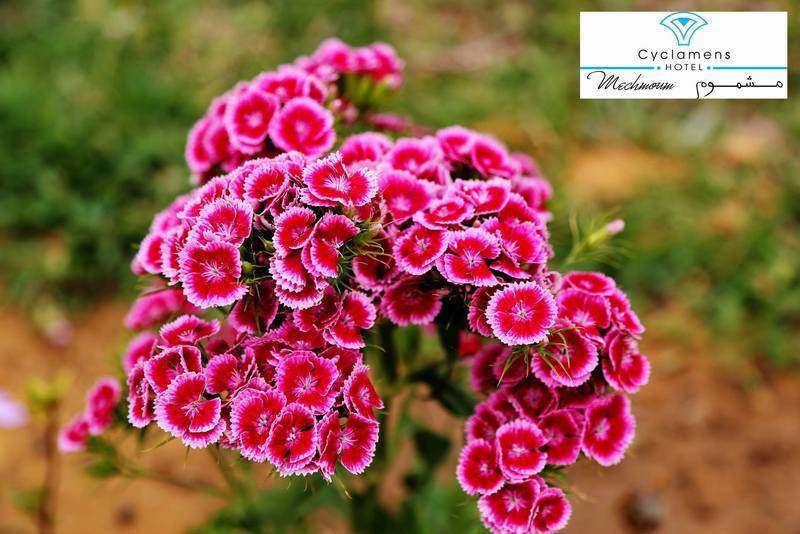 Cyclamens Mechmoum Hotel And Spa Hammamet Ngoại thất bức ảnh